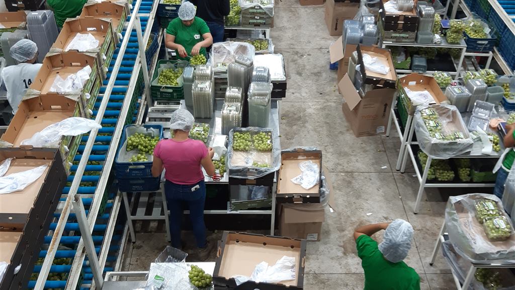 Packing house de uva de mesa em Petrolina — equipe de classificação e embalagem para exportação